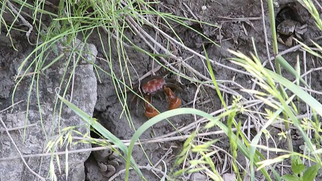 붉은발말똥게 자료사진. / YTN