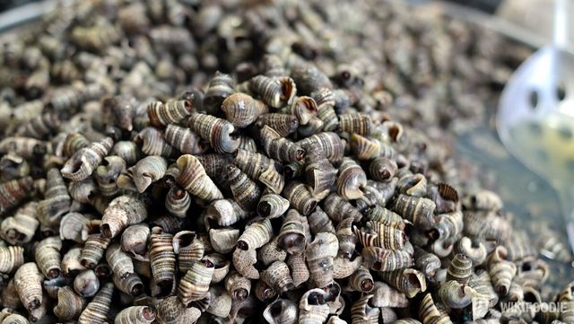 다슬기. / Hyung min Choi-shutterstock.com