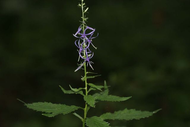 영아자 꽃 / 국립생물자원관