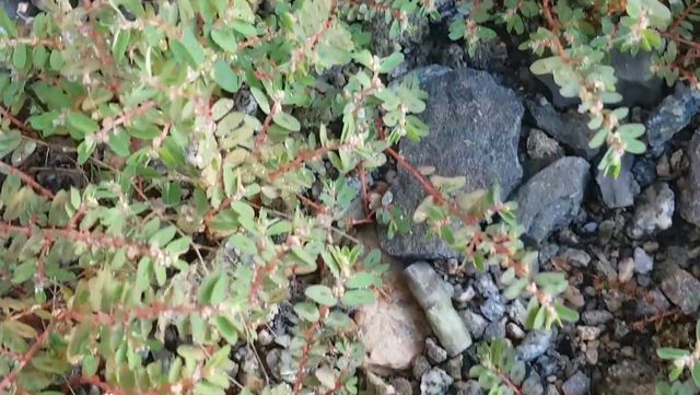 비단풀 자료사진. / 유튜브 '산골맛집김선생 백옥생 XR7과 EdgeX'