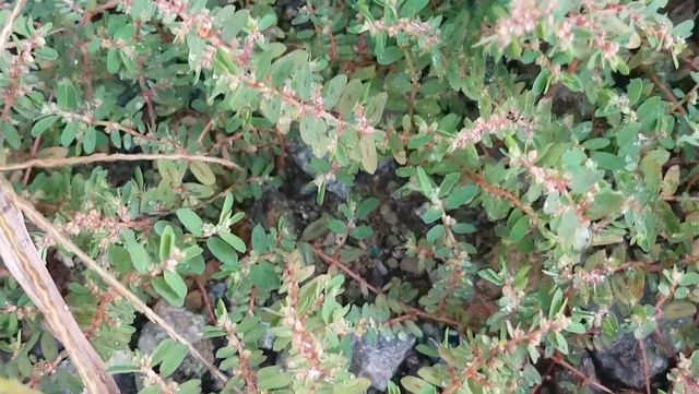 비단풀 자료사진. / 유튜브 '산골맛집김선생 백옥생 XR7과 EdgeX'