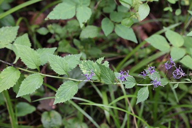 영아자 꽃 / 국립생물자원관
