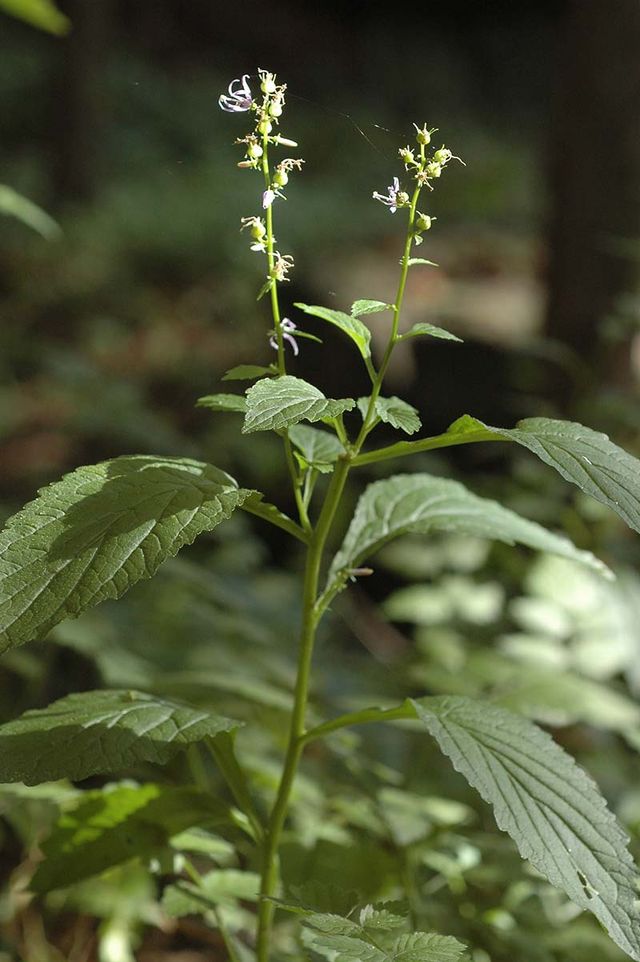 영아자 꽃 / 국립생물자원관