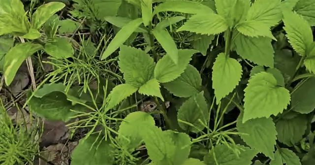 영아자 / ' 들뫼곳간' 유튜브