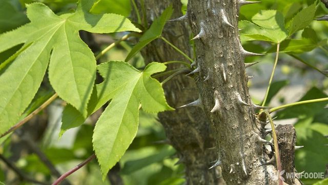 음나무. / Binimin-shutterstock.com