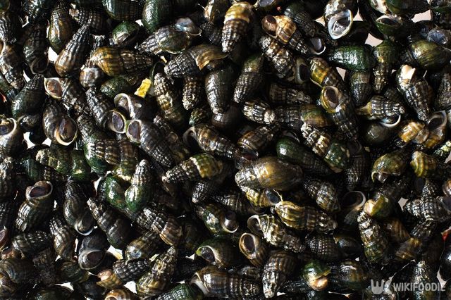 다슬기. / DONGSEUN YANG-shutterstock.com