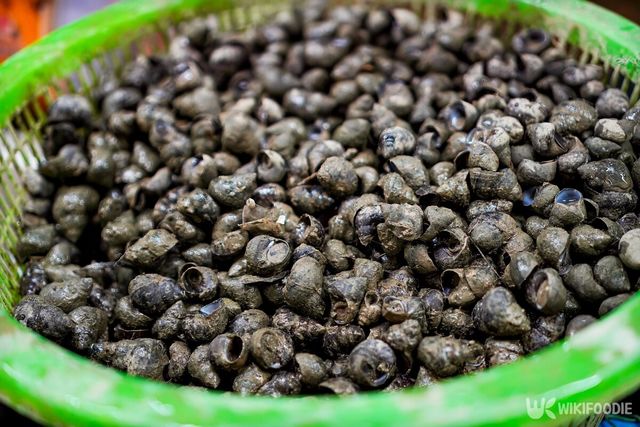 다슬기. / Doctorj_CM-shutterstock.com