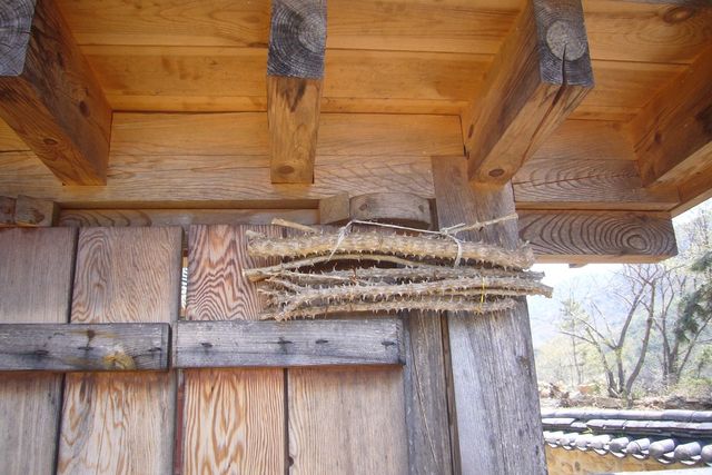 엄나무 걸기. / 한국민속대백과사전