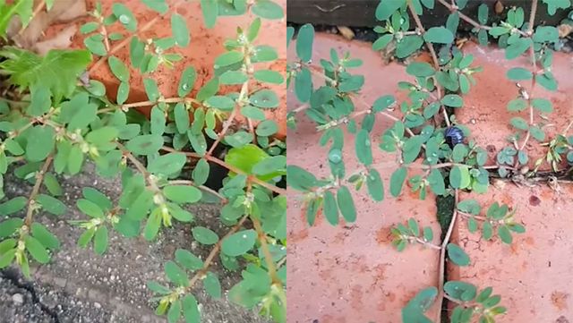 비단풀 자료사진.&nbsp;땅에 비단처럼 넓게 퍼져 있어 비단풀이라 불린다. / 유튜브 '깊은산속산나물'