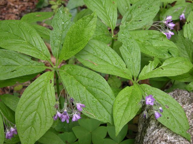 당개지치 / 국립생물자원관