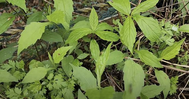 당개지치 / '청산별곡TV' 유튜브