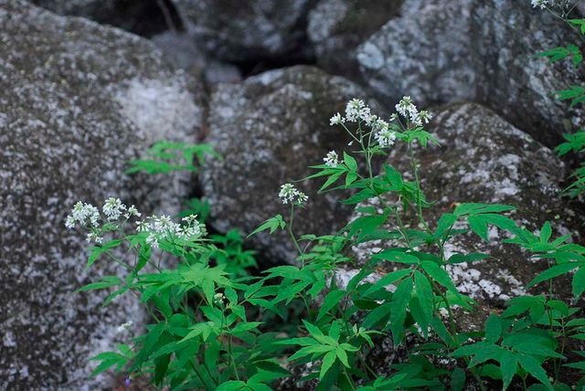 미나리냉이 / 국립생물자원관