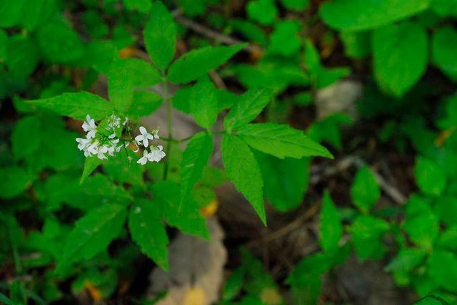 미나리냉이 / 국립생물자원관