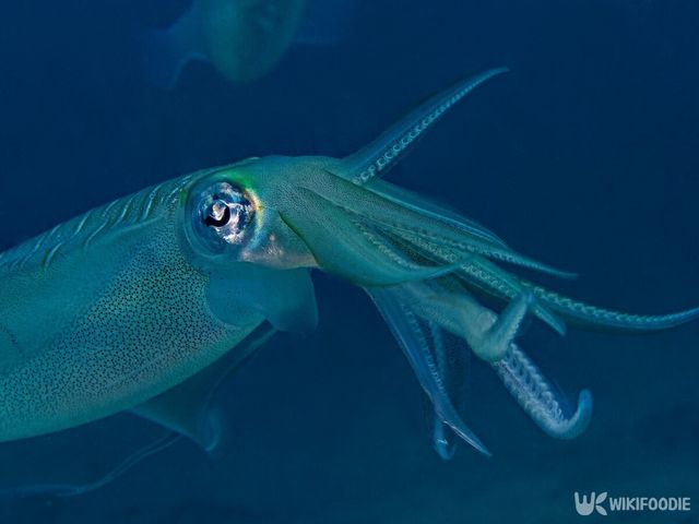 무늬오징어. / scubaluna-shutterstock.com