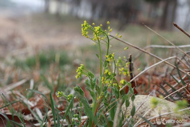 꽃다지. / jbg0505-shutterstock.com