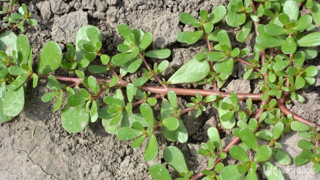 쇠비름 자료사진. / Orest lyzhechka-shutterstock.com