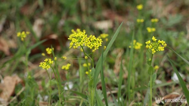 꽃다지. / jbg0505-shutterstock.com