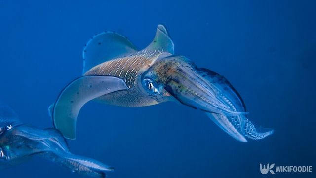 무늬오징어. / Francesco_Ricciardi-shutterstock.com