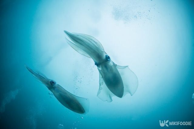 무늬오징어. / divedog-shutterstock.com