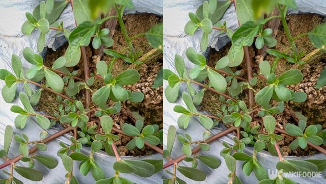 쇠비름 자료사진. / Ifan Subiyanto-shutterstock.com