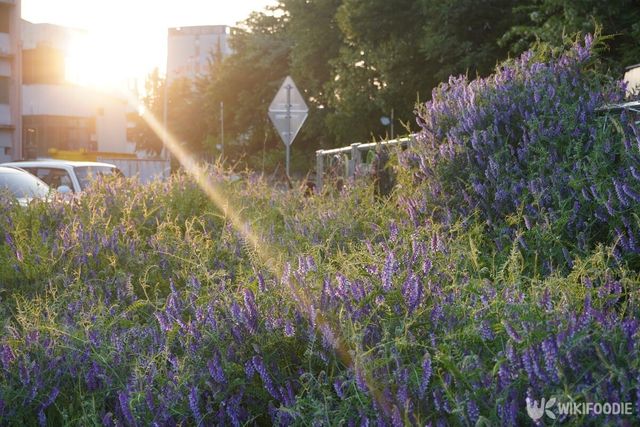 갈퀴나물. / soosoomon-shutterstock.com