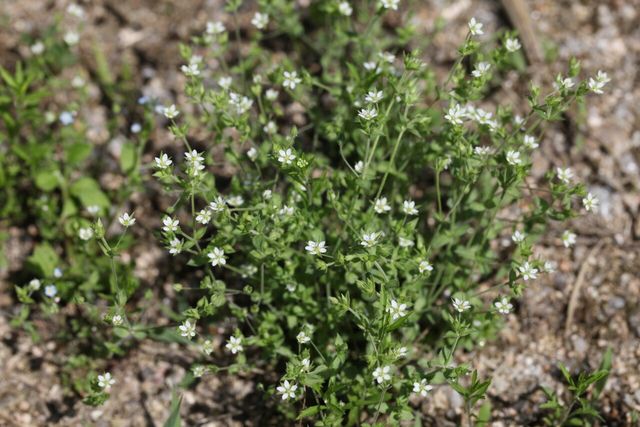 벼룩이자리 / 국립생물자원관
