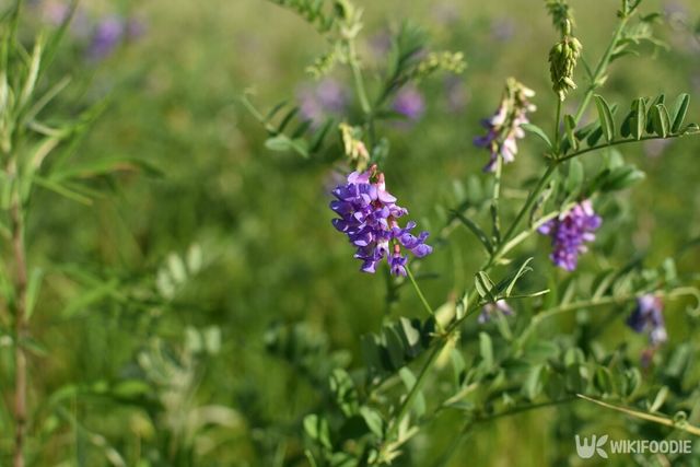 갈퀴나물. / Melica77-shutterstock.com