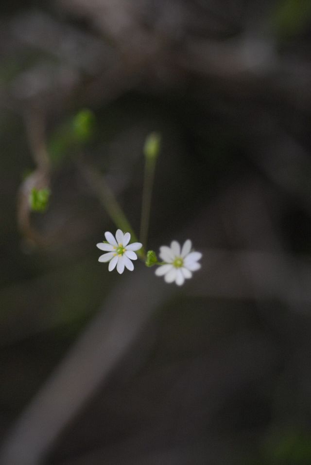 벼룩이자리 / 국립생물자원관