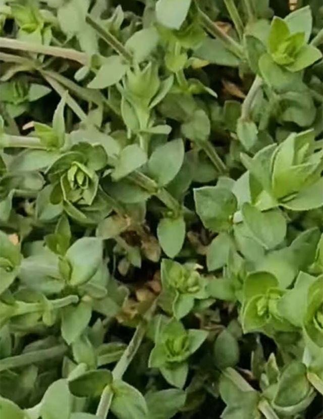 벼룩이자리 / '자연팜앤쿡' 유튜브