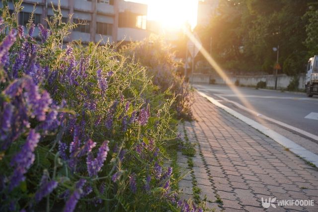 갈퀴나물. / soosoomon-shutterstock.com