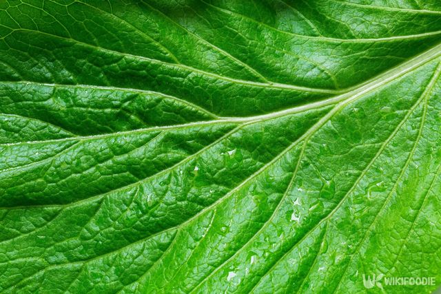 잎채소 상추 자료사진. / banjongseal324SS-shutterstock.com