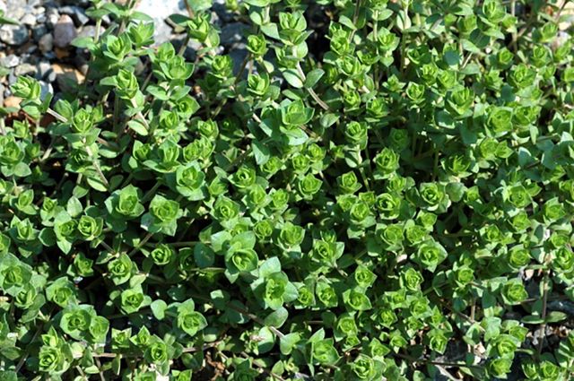 벼룩이자리 / 환경부