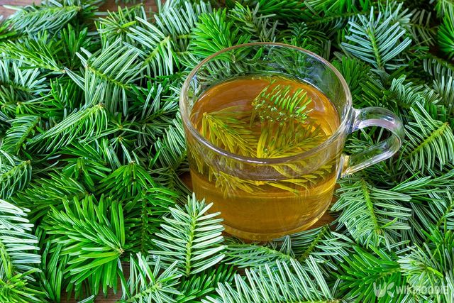 솔잎 차 자료사진. / Andrey Solovev-shutterstock.com