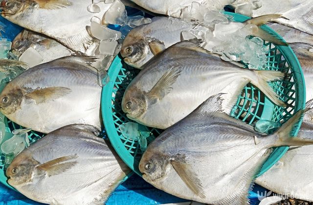 병어 자료사진. / Stock for you-shutterstock.com