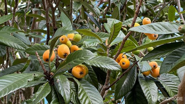 비파나무 자료사진. / TAMMY M JOHNSON-shutterstock.com