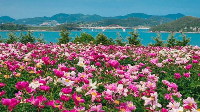 고흥 작약 꽃밭. / 고흥 관광 공식 블로그