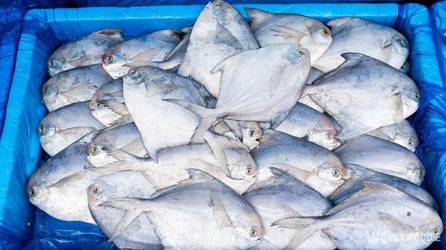 병어 자료사진. / sky image l k-shutterstock.com