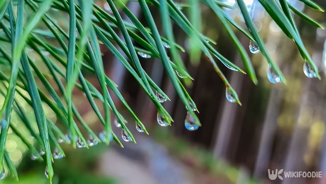 소나무 솔잎 자료사진. / Christopher Moswitzer-shutterstock.com