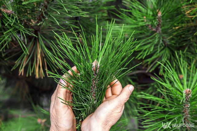 소나무 솔잎 자료사진. / Vladimir Konstantinov-shutterstock.com