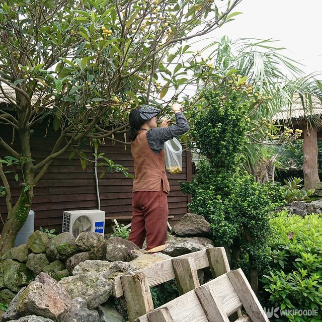 마당 비파나무 자료사진. / High Mountain-shutterstock.com