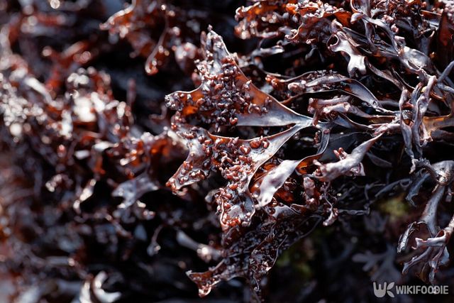 바다이끼 자료사진. / ChWeiss-shutterstock.com