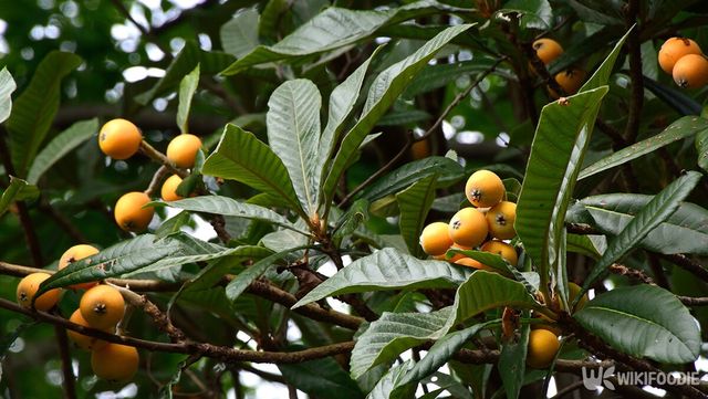 비파나무 자료사진. / High Mountain-shutterstock.com