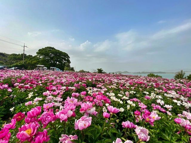 고흥 작약 꽃밭. / 고흥 관광 공식 블로그