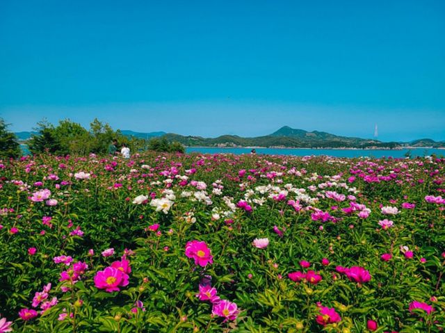 고흥 작약 꽃밭. / 고흥 관광 공식 블로그