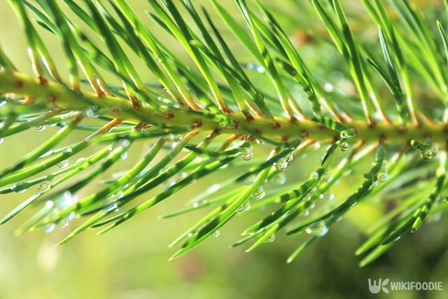 소나무 솔잎 자료사진. / khramova natalia-shutterstock.com