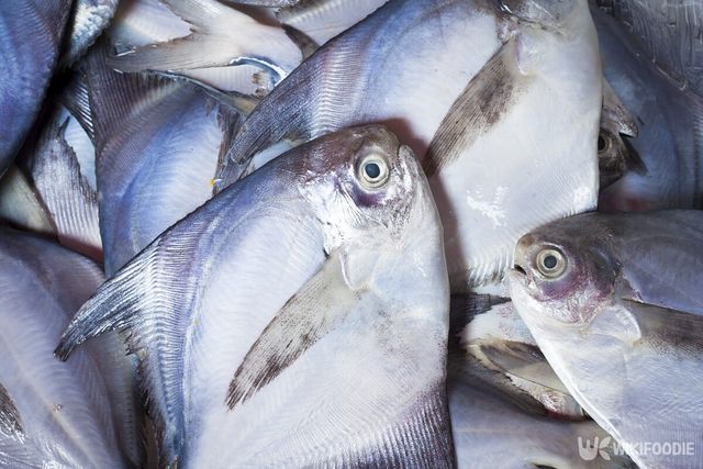 병어 자료사진. / mirzamlk-shutterstock.com