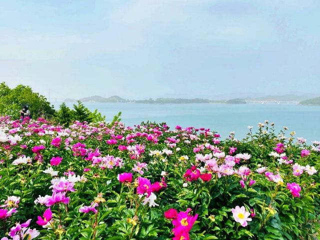 고흥 작약 꽃밭. / 고흥 관광 공식 블로그