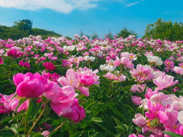 고흥 작약 꽃밭. / 고흥 관광 공식 블로그