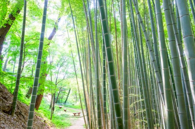 고창읍성. / 고창군 공식 블로그