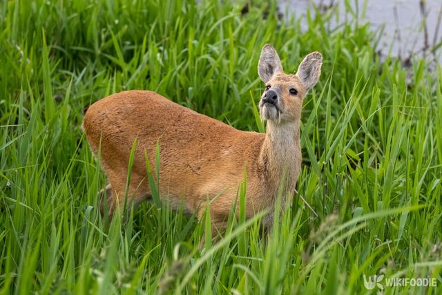 기사 이해를 돕기 위한 고라니 참고사진. / R J Endall Photographer-shutterstock.com